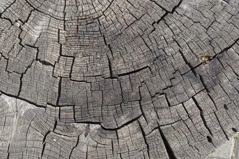 Old cracked tree stump texture. Wooden background. Stock Photos