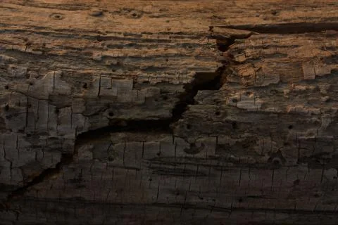 The old cracked tree trunk texture closeup Stock Photos