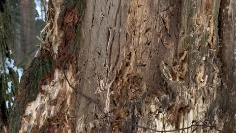 Old cracked trunk of a tree - closeup. Russian winter. Stock-Footage 124785520