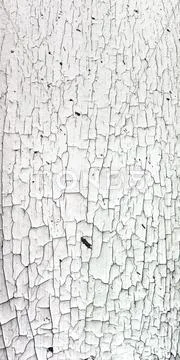 Old cracky white paint texture on wood Stock Photos