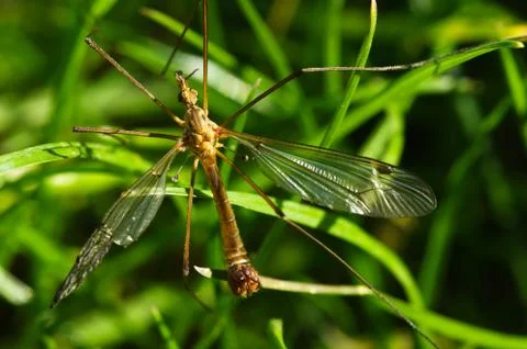 Old Crane fly overview - Tipula sp. Stock-Fotos