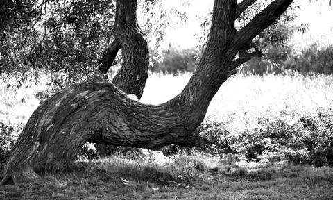 Old crooked tree Stock Photos