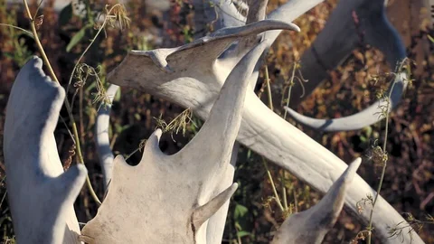 Old Crow, Canada. Close up of dry caribou and moose antlers in autumn.  Stock Footage 116801297