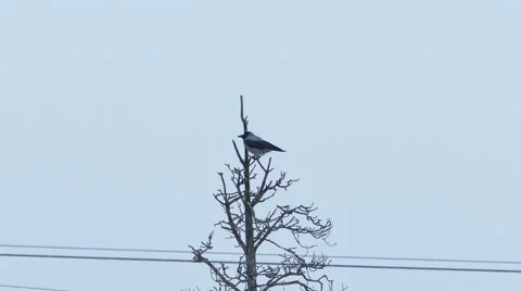 Old Crow Sitting at Dry Pine Tree in a Heavy Snowfall Stock Footage 50539927