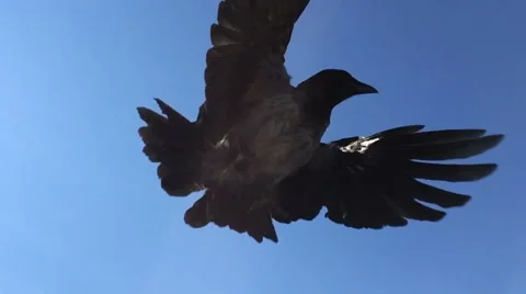 Old Crow takes flight Stock Footage 64753436