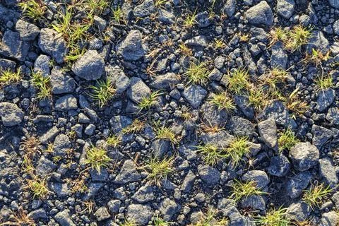 Old crumbled asphalt pattern, grass breaks through the asphalt. Stock Photos
