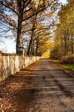 An old, crumbling brick wall with a leafless tree alley in autumn. The bare.. Stock Photos