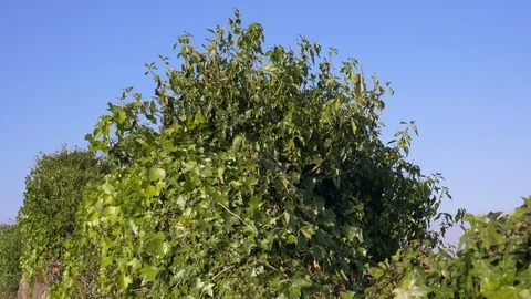 Old crumbling stone wall covered with ivy on sunny day in spring Stock Footage 105835504