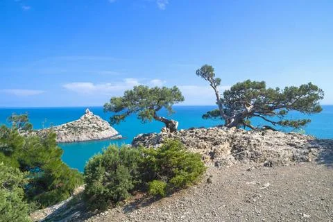 Old curved junipers on the seashore. Two old curved relict tree-like junip... Stock Photos