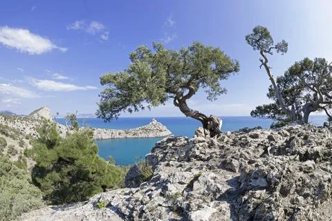 Old curved junipers on the seashore. Two old curved relict tree-like junip... Stock Photos