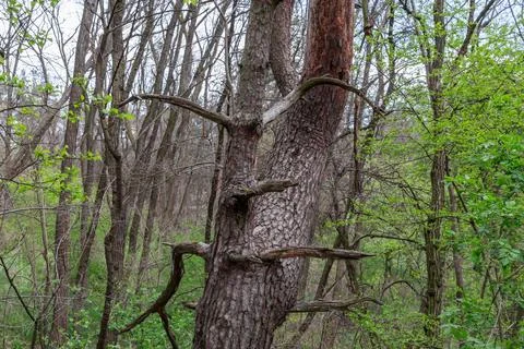 Old curved pine trunk with dry broken branches in forest Stock Photos