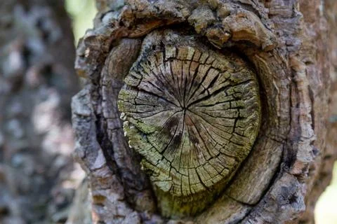 Old cut down branches on a tree. Wood texture with cracks. Stock Photos