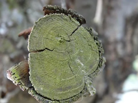 Old cut tree with bark. Stock Photos