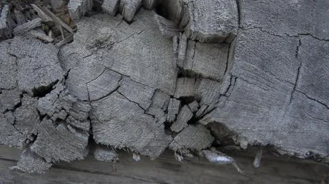 Old cut of a tree, a darkened cut of a tree Stock Photos