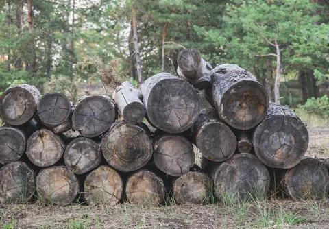Old cut tree trunks lie in the forest Stock Photos