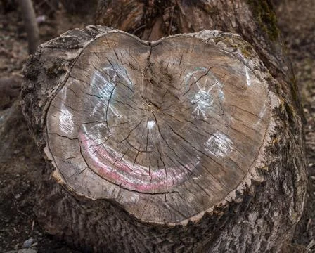 The old cut of the trunk of a fallen tree with a chalky face on it Stock Photos