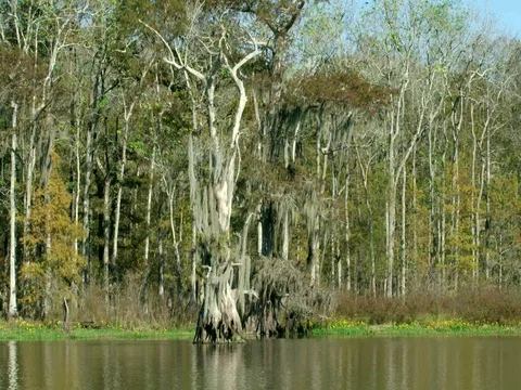 Old cypress tree subtle movement in louisiana swamp wilderness Stock Footage 75001555