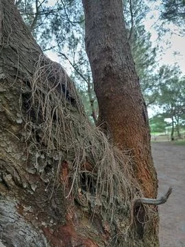 Old cypress tree trunk. dry leaves on branches Stock Photos