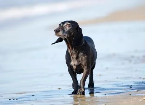Old dachshund on the beach Stock Photos
