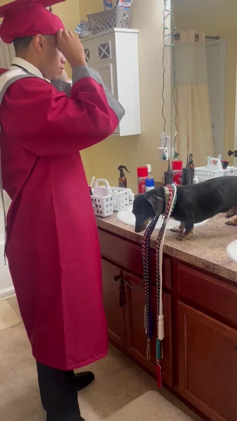 Old Dachshund Helps Prepare for Graduation Day, Columbus, Georgia, USA - 24 May  Stock Footage 315522191