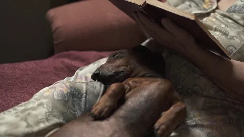 Old dachshund sleeping at the feet of elderly woman reading book on the sofa. 스톡 동영상 288505448