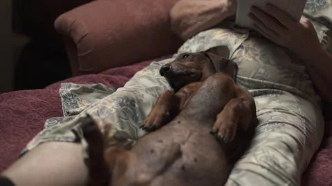Old dachshund sleeping at feet of elderly woman solving crossword on the sofa. Video stock 288509676