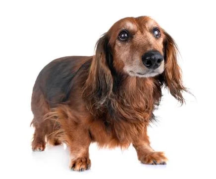 Old dachshund in studio Stock-Fotos