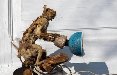 An old damaged lamp made of a stuffed squirrel Stock Photos