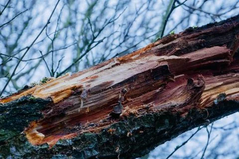 Old damaged trunk of a dead tree. Stock Photos