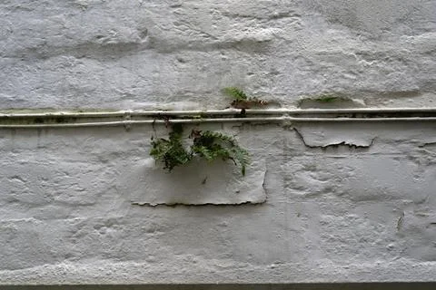 Old damaged wall with white painted wires and plants Stock Photos