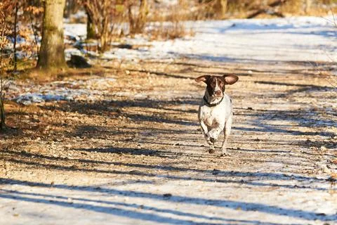 Old danish pointer dog standing on path in forest Foto stock