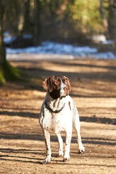 Old danish pointer dog standing on path in forest Stock Photos