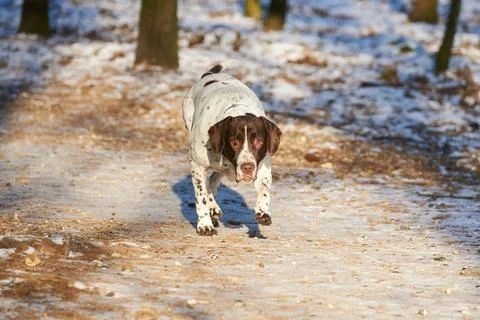 Old danish pointer dog standing on path in forest Stock Photos