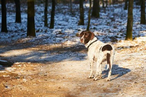 Old danish pointer dog standing on path in forest Stock Photos