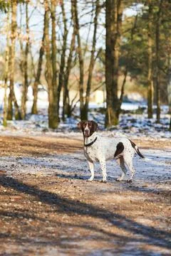 Old danish pointer dog standing on path in forest Foto stock