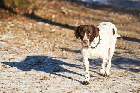 Old danish pointer dog walking on path in forest Foto stock