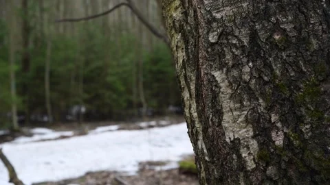 Old dark aspen tree trunk in forest Stock Footage 272297725