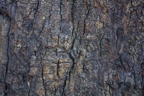 Old dark bark of a tree with cracks. natural wood surface texture. rough surf Foto stock