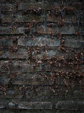 Old Dark Brick Wall Covered with Dried Ivy Vines Texture Background Stock Photos