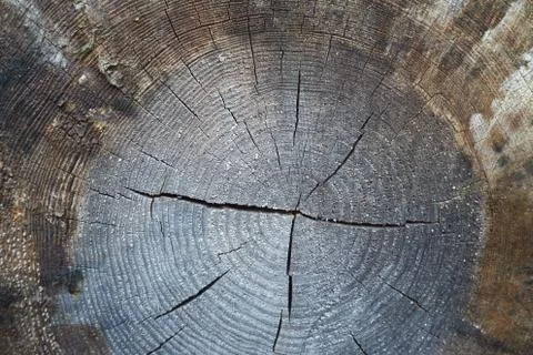 Old dark cut of the end of the log Stock Photos