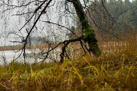 Old dark oddly shaped tree on the edge of the lake Stock Photos