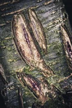 Old dark tree bark with damage Stock Photos