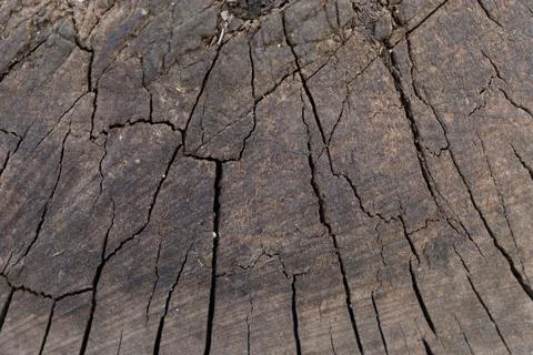 Old Dark Tree Trunk Cross Section Texture Background Stock-Fotos