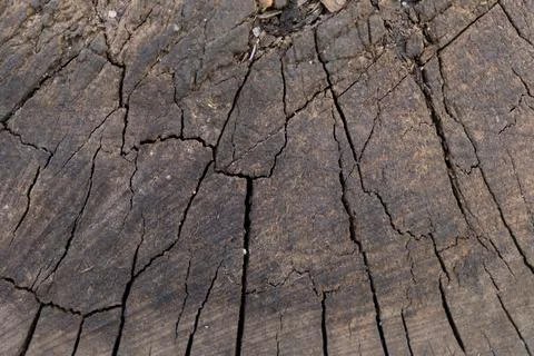 Old Dark Tree Trunk Cross Section Texture Background Stock Photos