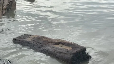 Old Dark Wooden Log Floating in Calm River Water Stock Footage 330145489