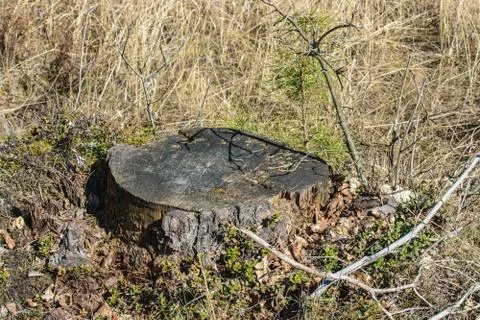 Old darkened stump from a pine tree among dry grass of autumn forest close-up Stock Photos