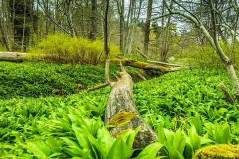 Old dead alder tree trunk lying on ground in fresh deciduous forest Stock Photos