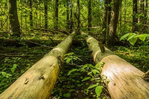 Old dead alder tree trunk lying on ground in fresh deciduous forest Stock Photos