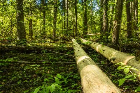 Old dead alder tree trunk lying on ground in fresh deciduous forest Stock Photos