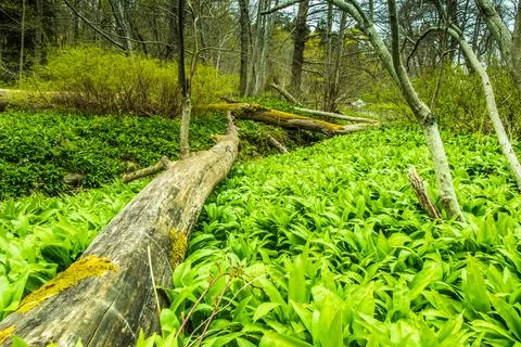 Old dead alder tree trunk lying on ground in fresh deciduous forest Stock Photos
